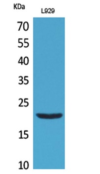 IL-29 rabbit pAb Antibody