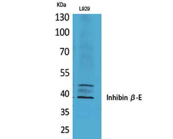Inhibin β-E rabbit pAb Antibody