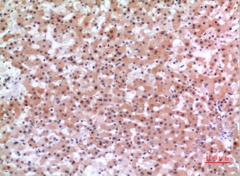 Inhibin β-E rabbit pAb Antibody