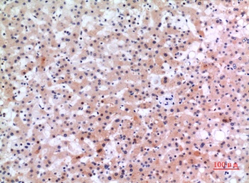 Inhibin β-E rabbit pAb Antibody
