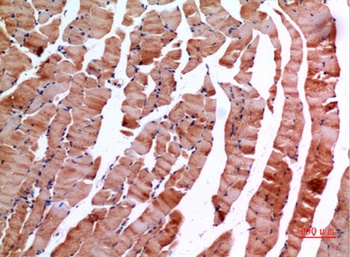 Inhibin β-E rabbit pAb Antibody