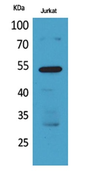 BMP-3A rabbit pAb Antibody