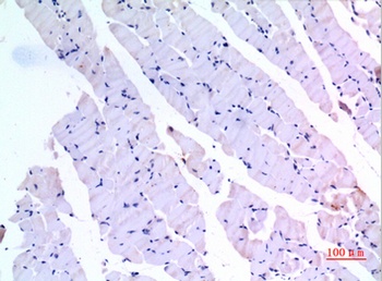 BMP-3A rabbit pAb Antibody