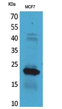 IL-28 rabbit pAb Antibody