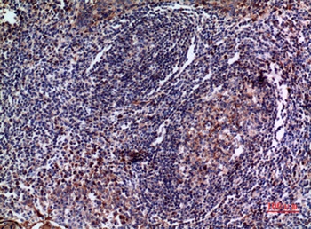 IL-28 rabbit pAb Antibody