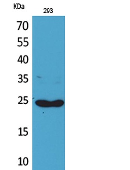 Lymphotactin rabbit pAb Antibody