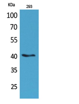 Pax-5 rabbit pAb Antibody