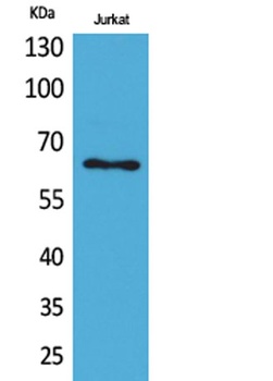 Keratin-pan rabbit pAb Antibody
