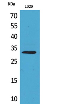 KLF13 rabbit pAb Antibody
