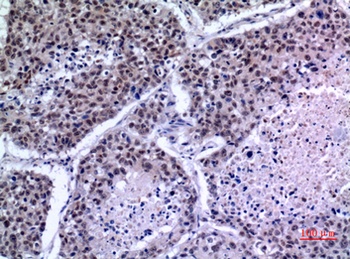 KLF13 rabbit pAb Antibody