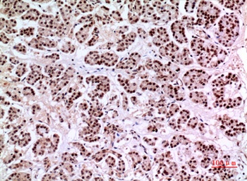 KLF13 rabbit pAb Antibody