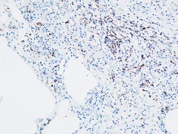 MPO rabbit pAb Antibody