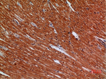 Angptl1 rabbit pAb Antibody