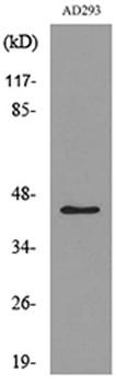 SCYL1BP1 rabbit pAb Antibody