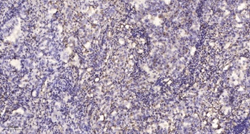 L-Selectin rabbit pAb Antibody