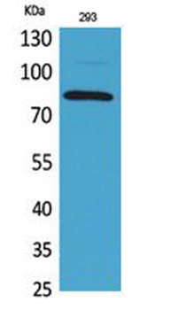 MCM7 rabbit pAb Antibody