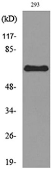 ALPP/ALPPL2 rabbit pAb Antibody