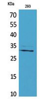 CGREF1 rabbit pAb Antibody
