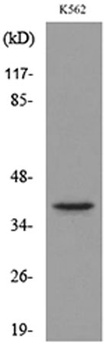 Connexin-40 rabbit pAb Antibody
