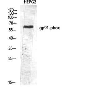 gp91-phox rabbit pAb Antibody