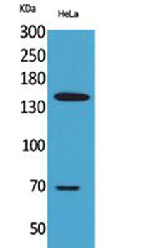 CD42b rabbit pAb Antibody