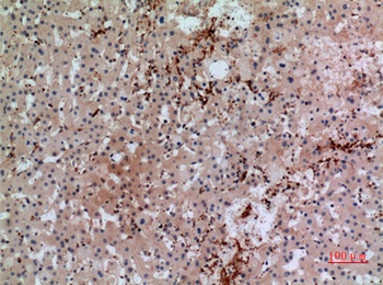 CD42b rabbit pAb Antibody