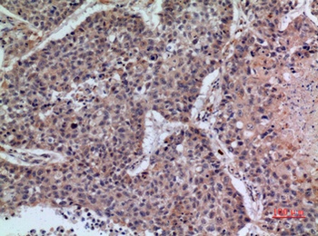 CD42b rabbit pAb Antibody