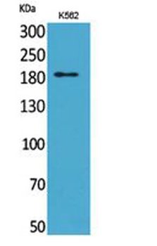 CD169 rabbit pAb Antibody