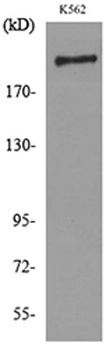 CD169 rabbit pAb Antibody