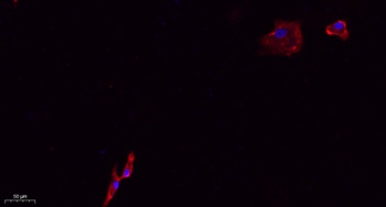 Jagged1 rabbit pAb Antibody