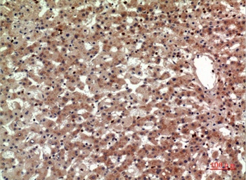 CD294 rabbit pAb Antibody