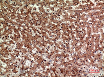 CD294 rabbit pAb Antibody