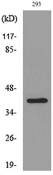 CD294 rabbit pAb Antibody