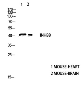 Inhibin β-B rabbit pAb Antibody