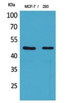 Inhibin β-A rabbit pAb Antibody