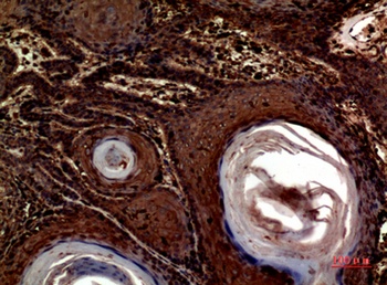 Inhibin β-A rabbit pAb Antibody