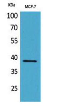 Cerberus rabbit pAb Antibody