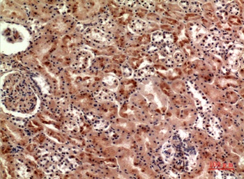 Cerberus rabbit pAb Antibody