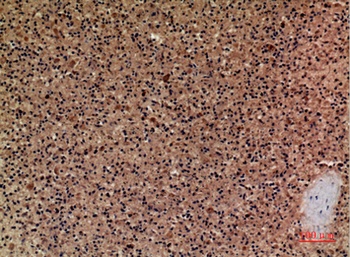 Cerberus rabbit pAb Antibody