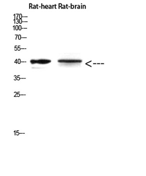Cerberus rabbit pAb Antibody