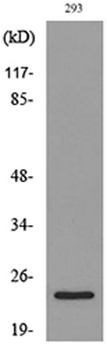 MDA-7 rabbit pAb Antibody
