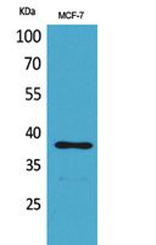 TPO rabbit pAb Antibody