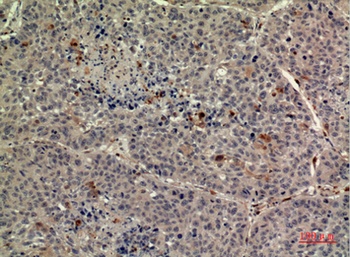 TPO rabbit pAb Antibody