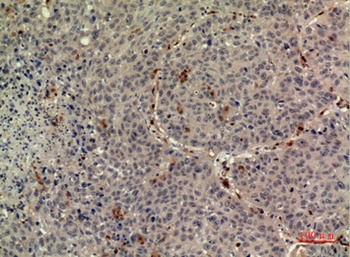 TPO rabbit pAb Antibody