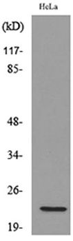 IFN-ω rabbit pAb Antibody