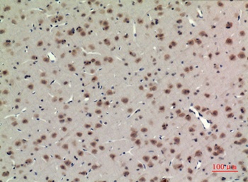 BMAL1 rabbit pAb Antibody