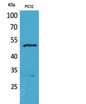 Tubulin α rabbit pAb Antibody