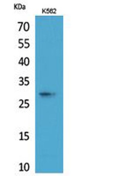 ApoA-I rabbit pAb Antibody