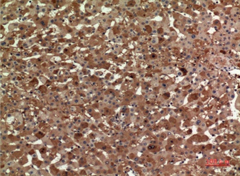 ApoA-I rabbit pAb Antibody