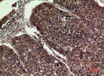 ApoA-I rabbit pAb Antibody